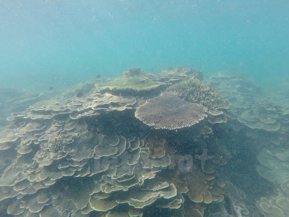 La belleza de arrecifes de corales en Hon Cau (Fuente: VNA)