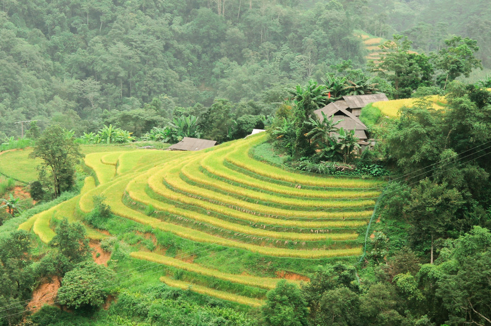 Las terrazas de arroz parecen alfombras de seda dorada (Fuente: VNA)