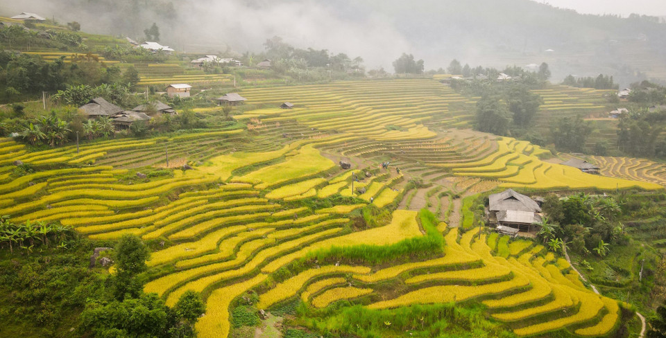 Las terrazas de arroz parecen alfombras de seda dorada (Fuente: VNA)