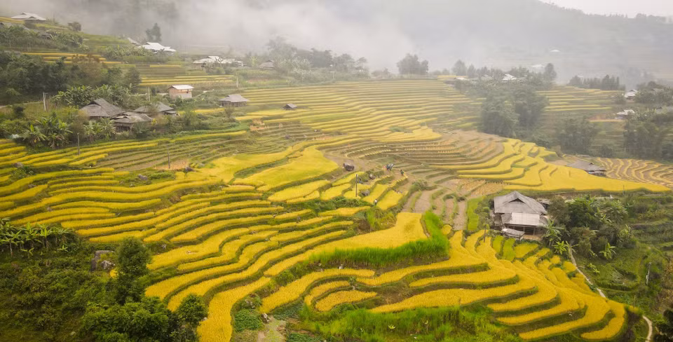 Las terrazas de arroz parecen alfombras de seda dorada (Fuente: VNA)