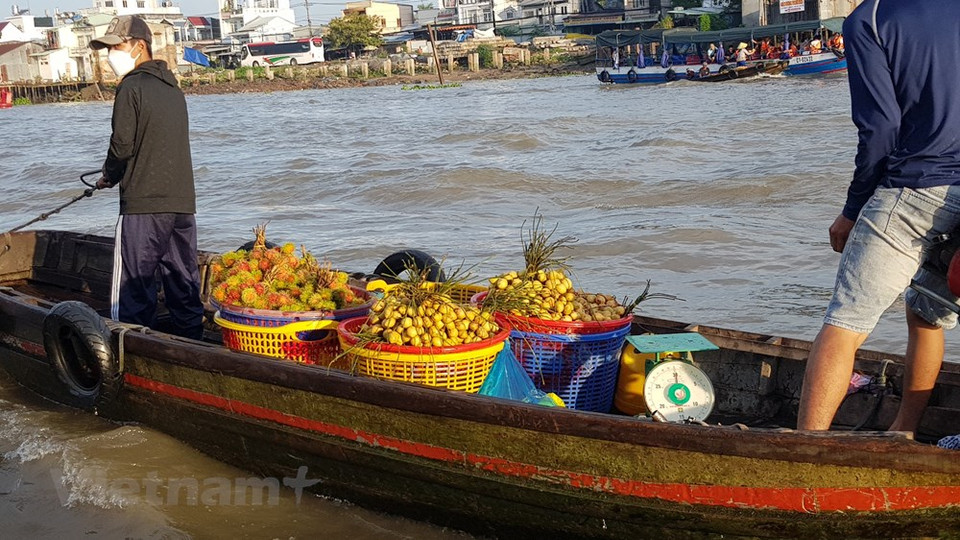Diversos medios de prensa consideran indispensable, al llegar Can Tho, visitar el mercado flotante Cai Rang, lugar más concurrido y típico de la cultura fluvial occidental. Este mercado se formó a principios del siglo XX y, más de una centuria después, fue reconocido como patrimonio cultural intangible nacional, desde 2016. En su historia, el mercado fue una vez el lugar más grande para comprar arroz en la región oeste. Más tarde, además de vender productos agrícolas, este destino comercializaba alimentos y artículos de primera necesidad para la vida en el río. Actualmente, las autoridades locales están elaborando un plan de conservación y promoción de ese mercado flotante, según el cual se tratará de mantener el status quo del mercado y evitar la intervención en las formas de negocios tradicionales del lugar. (Foto: Vietnam+)