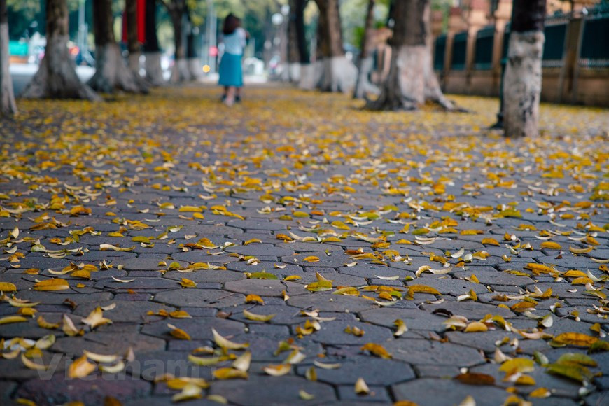 Con aceras largas y tres filas de árboles antiguos de Sau, Phan Dinh Phung es conocida como una de las calles más hermosas de la capital vietnamita. Durante los días de mayo, se vuelve más poética si cabe cuando cientos de árboles pierden sus hojas. Son plantas exóticas cuyas hojas no se caen en otoño, sino al inicio del verano. A lo largo de los años, los lugareños se van acercando y familiarizando gradualmente con estos árboles. Al llevar una vida agitada en calles polvorientas, las hileras de árboles de Sau hacen que la gente se sienta cómoda y tranquila. Los hanoyenses tienen muchos recuerdos entrelazados con estos árboles. (Foto: Vietnam+)