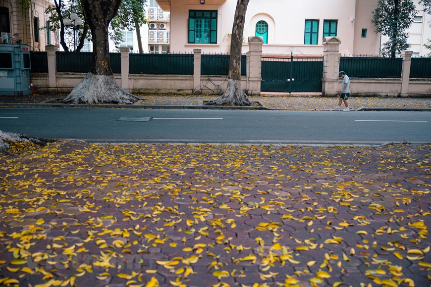 A lo largo de la calle Phan Dinh Phung, las líneas de árboles Sau brindan una sombra fresca de la luz del sol del verano. Las hojas cambiantes señalan el comienzo del verano. El dracontomelon tiene muchos usos, por lo que su cultivo es popular entre los vietnamitas. Estos árboles se plantan para obtener madera y frutos. Durante su estación, Sau también puede transformarse fácilmente en el aperitivo favorito de los jóvenes y turistas tras una sencilla elaboración. Solo al rascar la cáscara y encurtir la fruta con azúcar, sal y chile en polvo, el sabor ácido del Dracontomelon cambia a uno más dulce, mientras se mantiene tanto lo crujiente como su aroma. (Foto: Vietnam+)