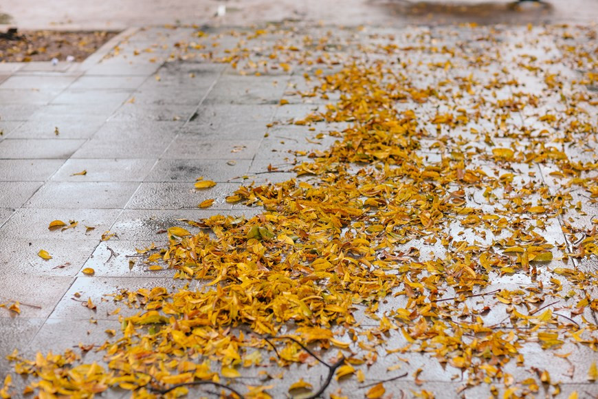 En los países templados, el otoño es la estación del cambio de hojas. Sin embargo, en Hanoi, muchos árboles pierden sus hojas a principios del verano. En específico, las hojas de Sau suelen caer a finales de abril y principios de mayo de todos los años. Al venir a Hanoi en estos días, muchas personas se sorprenden por miles de hojas amarrillas de dracontomelon revoloteando cada vez que el viento sopla. La caída de las hojas de dracontomelon suele pasar bastante rápido en una semana, pero forma un paisaje poético que acapara la atención de los transeúntes. Al llevar una vida agitada en calles polvorientas, las hileras de árboles de Sau hacen que la gente se sienta cómoda y tranquila. Los hanoyenses tienen muchos recuerdos entrelazados con estos árboles. (Foto: Vietnam+)