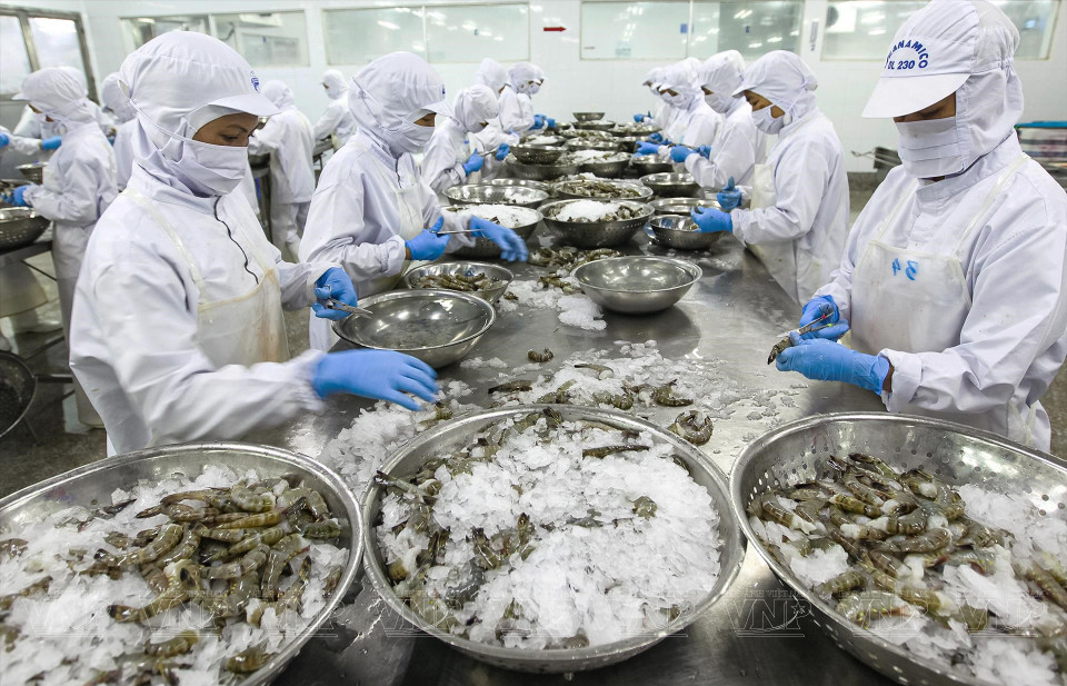 Ca Mau identifica a la pesca como un sector económico clave, por lo que la provincia planea convertirse en un centro de acuicultura, pesca y procesamiento de productos del mar de todo el país. (Foto: VNP/VNA)