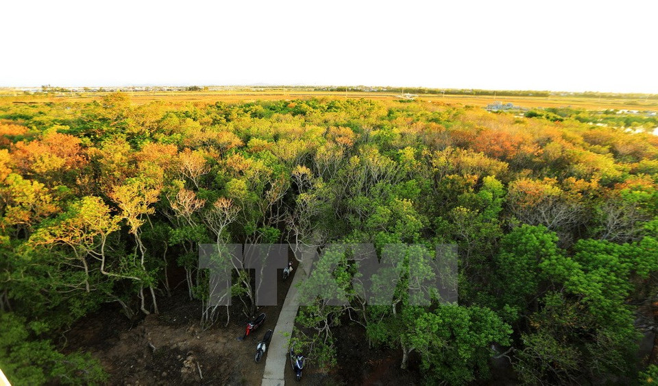El islote de Ru Cha es uno de los pocos lugares en la ciudad centrovietnamita de Hue donde se puede experimentar el otoño romántico con hojas de árboles de “cha” cayendo (Fuente:VNA)