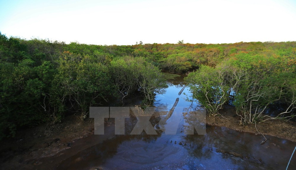 Durante el invierno, esos árboles parecen como si sólo tienen ramas antes de florecer en la primavera (Fuente:VNA)