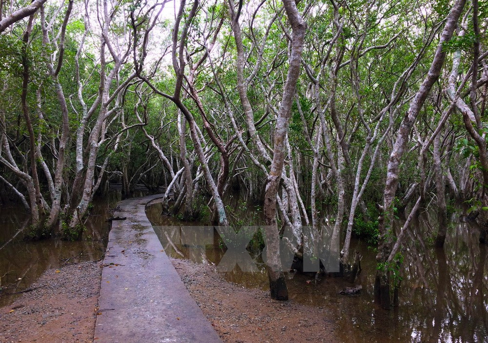 Las hojas de cha (excoecaria agallocha – una especie de manglar) son verdes durante el verano y al llegar el otoño, cambian el color a amarillo y rojizo (Fuente:VNA)