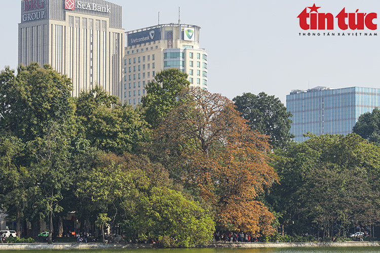 En la esquina del lago, este arbol con hojas que cambian de color atrae a muchos habitantes de Hanoi y visitantes para admirar. (Foto: VNA) 