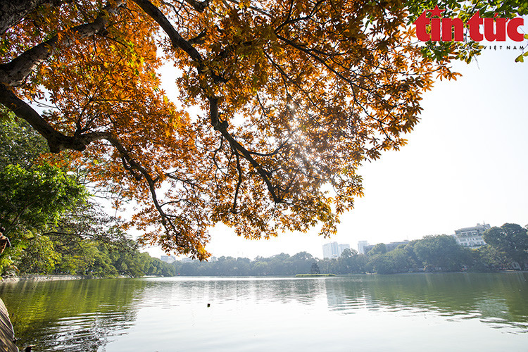 El árbol cambia de color y crea una vista hermosa y romántica en Hanoi durante el invierno.(Foto: VNA)