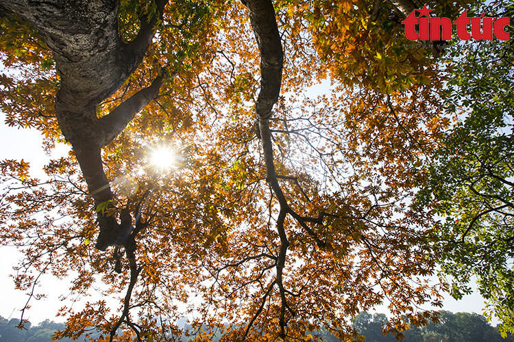 Rara vez los habitantes de Hanoi ven que los árboles cambian de color al mismo tiempo. (Foto: VNA)