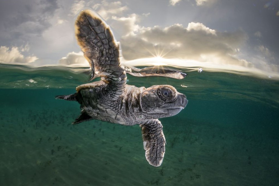 Una tortura Hawksbill recién nacida en el Mar de Bismarck, Papúa Nueva Guinea. (Fuente: NatGeo)