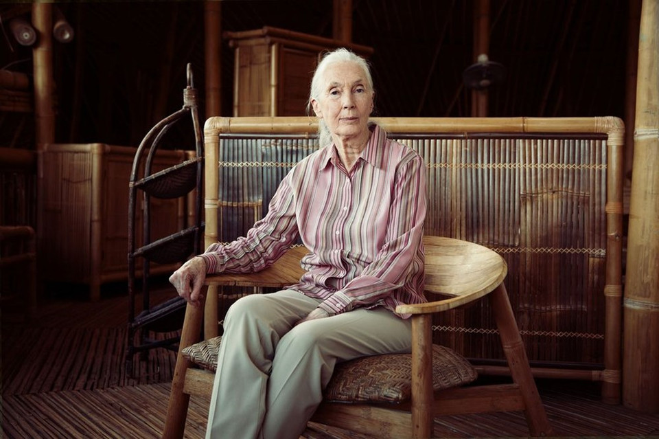Jane Goodall – doctora e investigadora famosa británica en la protección de animales salvajes. (Fuente: NatGeo)