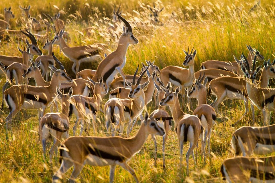 Manadas de ciervos en el Parque Nacional del Serengeti, en Tanzania. (Fuente: NatGeo)