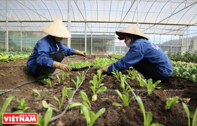 Plantan lechuga orgánica (Fuente: VNA)