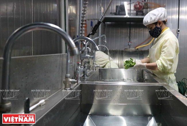 Verduras frescas son limpiadas con agua desinfectada antes de ser introducidas en el almacén (Fuente: VNA)