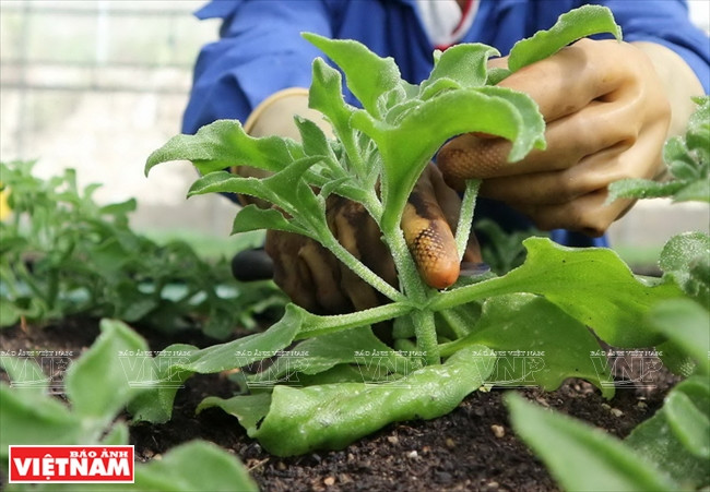 Cosechan una variedad de alto valor económico (Fuente: VNA)