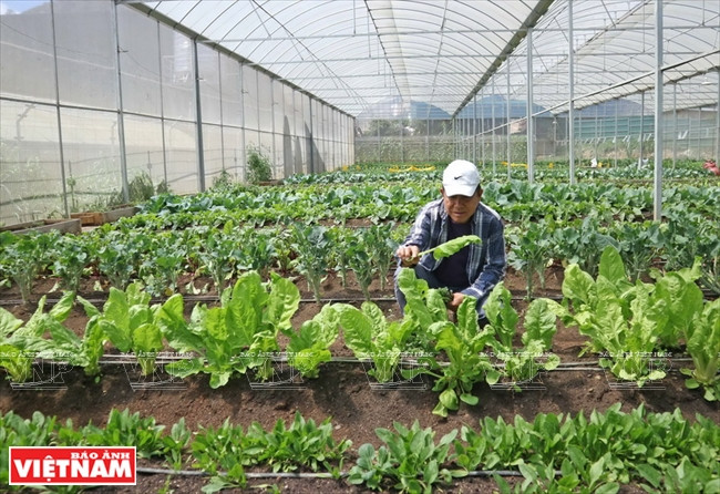 Low examina el inverandero en la granja (Fuente: VNA)