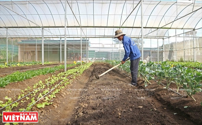 Un empleado prepara el terreno antes de la siembra (Fuente: VNA)
