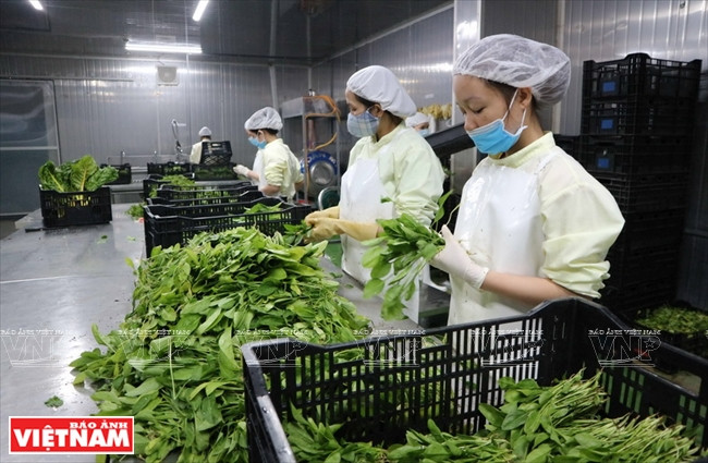 Procesamiento preliminar (Fuente: VNA)