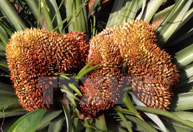 Una rara "piña de dragón" en la huerta de Luu Van Luom (Fuente: VNA)