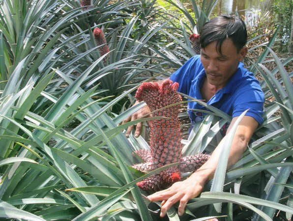 Se llama "piña de fénix", dada la figura de la fruta. Luu Van Luom, hortelano local, debe cuidar a cada fruta para garantizar que tengan la mejor figura. (Fuente: VNA)