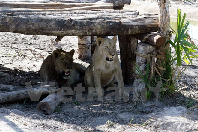 Leonas reaccionan a sonidos de automóviles que transportan a turistas (Fuente: VNA)
