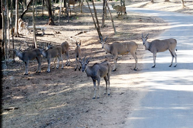 Antílopes (Fuente: VNA)