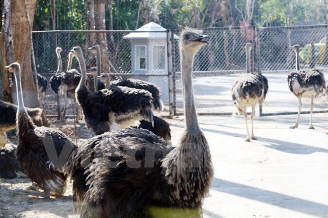 Avestruces bloquean los vehículos (Fuente: VNA)