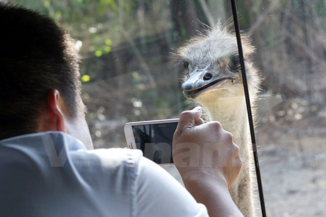 Este avestruz es muy amigable (Fuente: VNA)