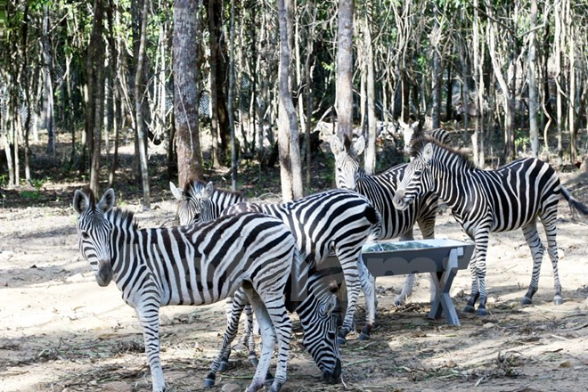 Cebras africanas (Fuente: VNA)