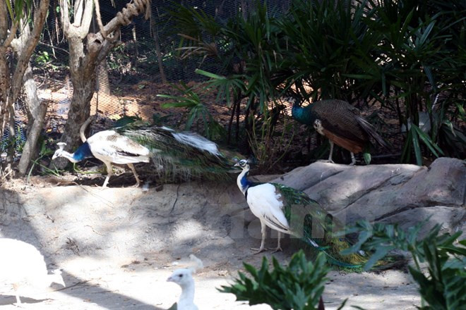 En Vinpearl Safari Phu Quoc hay una gran cantidad de pavos reales (Fuente: VNA)