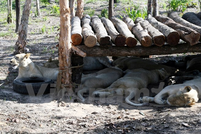 Leonas evitan el sol (Fuente: VNA)