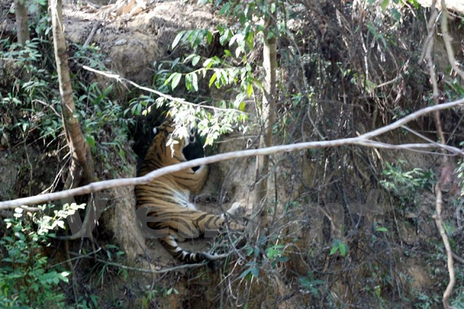 A este tigre tampoco le gusta el sol (Fuente: VNA)