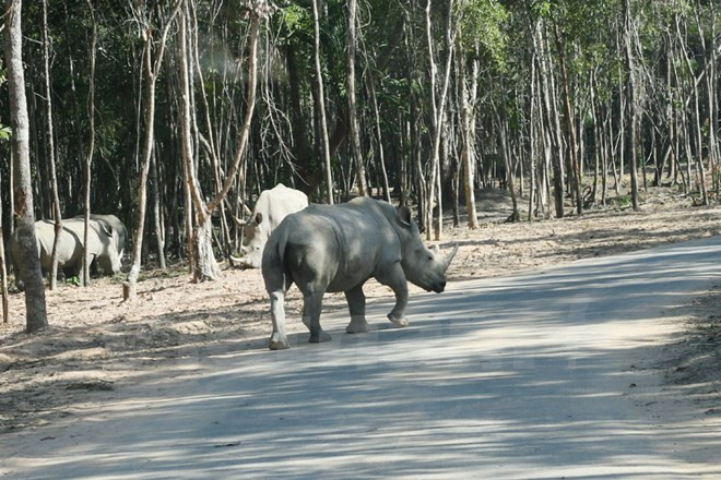 Rinocerontes. Este animal fue declarado extinguido en Vietnam en 2010 (Fuente: VNA)