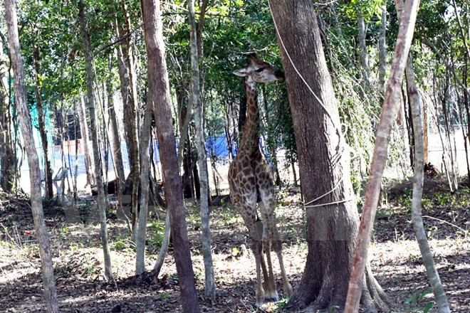 Comida se cuelga en árboles para las girafas (Fuente: VNA)