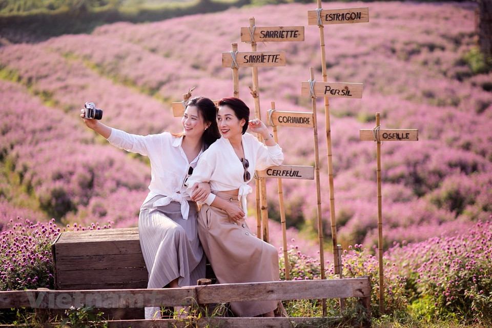 Sin embargo, ahora esta flor también se ha criado y se le han agregado nuevos colores que las hacen más diversas y atractivas como el rosa, el rojo intenso y el blanco. Las asociaciones de cultivadores de flores y plantas ornamentales están llamadas a coordinarse con las agencias de gestión del Estado para evaluar el precio de las flores ornamentales, desarrollar códigos de área de plantación, trazabilidad del origen y establecer un mapa digital de flores ornamentales que ayudaría a aumentar la transparencia de la información, la gestión gubernamental y supervisión. Asociaciones, filiales y artesanos recomiendan unidades de gestión estatales locales en la estrategia de desarrollo de la industria de flores y plantas ornamentales; materiales para la formación profesional y animar a los buenos artesanos y gestores a ofrecer formación y compartir experiencias (Fuente: Vietnam+)