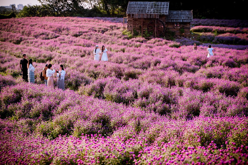 Gomphrena globosa cuenta con unos 30-60 centímetros de altura, rectas, con muchas ramas, segmentadas. En particular, en muchas áreas rurales de la urbe, el paisaje ambiental se ha mejorado significativamente con parterres, calles arboladas y murales, que ayudan a hacer el campo más atractivo y crean destinos turísticos para que la gente los visite y disfrute. Para desarrollar la economía rural, además de desarrollar cultivos y ganado para satisfacer las necesidades diarias de la gente, Hanoi también dio prioridad a las flores y plantas ornamentales como productos agrícolas clave. La ciudad también prestó más atención a impulsar el vínculo entre producción y consumo, ofreciendo políticas de apoyo (Fuente: Vietnam+)