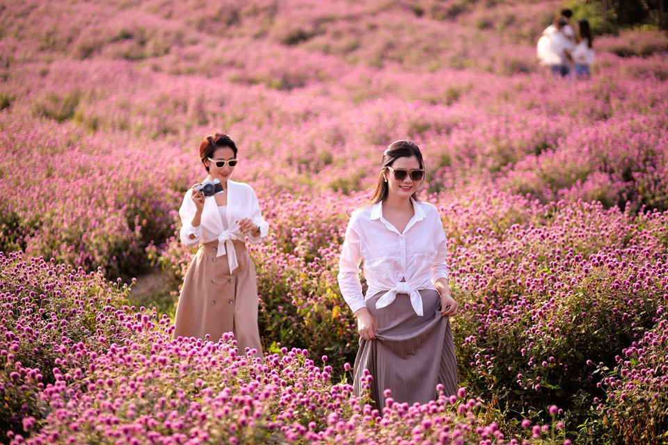 Cuando menciona a Gomphrena globosa, la gente suele pensar en macizos de flores púrpuras románticos y de ensueño. Van Chi agregó que en el futuro, la ciudad trabajará con el Ministerio de Agricultura y Desarrollo Rural y otras localidades para revisar e introducir políticas de apoyo para flores y plantas ornamentales. La capital solicitó a las agencias y distritos pertinentes que hicieran planes y organizaran recursos para impulsar su industria de flores y plantas ornamentales. “Las flores y las plantas ornamentales serían productos clave para impulsar el desarrollo económico local, mejorar el medio ambiente y acelerar la implementación del programa de construcción de áreas rurales de nuevo estilo”, añadió (Fuente: Vietnam+)