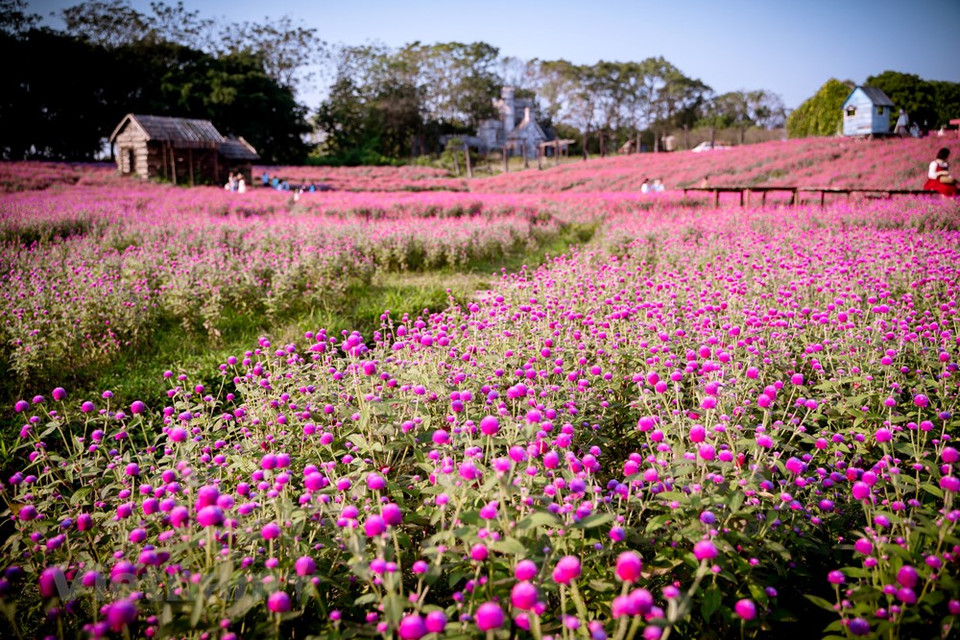 Por primera vez, los habitantes de Hanoi pueden descubrir y tomar fotografías de una de las hermosas flores con su característico color rosa púrpura plantada en un área de más de una hectárea en la calle Thach Cau, en el distrito de Long Bien. Los propietarios y comerciantes de granjas de flores en Vietnam están vendiendo sus productos en línea antes del feriado del Tet (Año Nuevo Lunar), ya que la demanda de ese producto ha caído debido al COVID-19. Nguyen Duy, propietario de una granja local de flores, dijo que la enfermedad en muchas localidades probablemente afectaría el poder adquisitivo de las personas para las flores antes del festival Tet (Fuente: Vietnam+) 