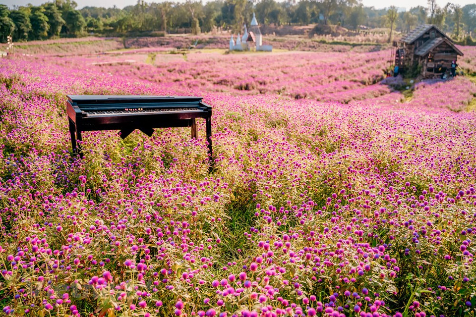 Lo especial a mencionar sobre Gomphrena globosa es que no se desvanecen ni caen como otras. Como resultado, las áreas de cultivo de flores y plantas ornamentales en Hanoi aumentaron drásticamente de cinco mil 484 hectáreas en 2015 a siete mil 960 hectáreas en 2020. Hasta ahora, el 70 por ciento de las áreas de cultivo de flores y plantas ornamentales en Hanoi se encuentran en los distritos de Bac Tu Liem, Me Linh, Tay Ho, Dan Phuong y Thuong Tin. Con semillas de mejor calidad, técnicas de cultivo y tecnologías avanzadas para el agua, la luz y la temperatura, los productores podrían ganar hasta a 1,5 mil millones de dongs (alrededor de 65 dólares) por hectárea al año (Fuente: Vietnam+)