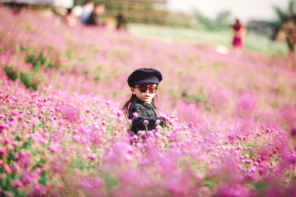 Los jóvenes de Hanoi están interesados en tomar fotografías en el valle de Gomphrena globosa que apareció por primera vez en la capital. Pocas personas sabrían que Me Linh se formó accidentalmente hace casi 20 años, cuando Nguyen Van Loi, un estudiante de la Universidad Nacional de Economía, trajo una rosa de Da Lat de una fiesta de cumpleaños a su hogar en el distrito de Me Linh, que entonces era parte de la provincia norteña de Vinh Phuc. En ese momento, esa rosa era un artículo raro y lujoso que se encontraba solo en postales, recordó Van Loi. “La pasión por mi futura carrera me llevó a injertar la rosa con plantas de rosas silvestres populares en los campos de Me Linh”, compartió (Fuente: Vietnam+)