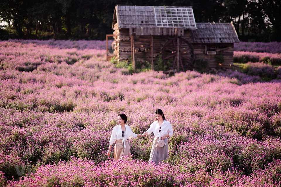 Muchos jóvenes dijeron que se sienten perdidos en un lugar de las maravillas debido a la belleza romántica al venir aquí. “Los ingresos de las flores han hecho cambios significativos en nuestra vida”, de acuerdo con Trinh Van Phu, un agricultor local. "En el pasado, solo sembramos arroz, maíz, verduras y frutas". Los campos de flores con violetas, gladiolos, mimosa, rosas, margaritas y lirios han traído nuevos colores para las aldeas de las comunas de Thanh Lam, Dai Thinh y Van Khe, donde se han cementado las carreteras y se han construido casas más grandes y hermosas. Mucha gente también ha comprado coches y tecnología moderna (Fuente: Vietnam+)