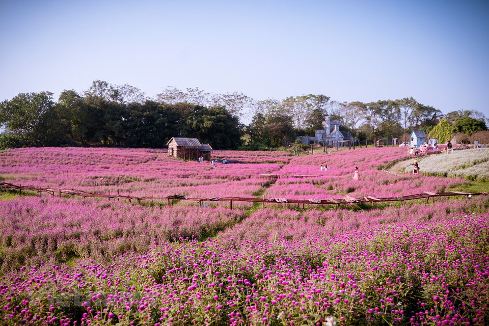 Gomphrena globosa es conocida como uno de los crisantemos más especiales. Tradicionalmente, los habitantes de la ciudad compran flores y productos botánicos, sin embargo, muchos cultivadores informaron que los mercados de flores no estaban ocupados este año. Se espera que los pedidos de compra con granjas de flores suban en los próximos días dependiendo del control de la pandemia. Este año, a los propietarios de granjas de flores les preocupa quedarse con un exceso de oferta, por lo que esperan vender rápidamente productos almacenados a precios razonables. En medio de la epidemia, el comercio en vivo ayudó a promover y vender productos, a la par de atraer a compradores potenciales (Fuente: Vietnam+) 