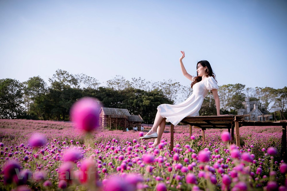 Debido a que esta flor tiene un característico color morado lleno de dulzura y romanticismo, simboliza la fidelidad de la pareja enamorada. Le Thanh Mai, una estudiante de Hanoi, reveló que le gustaba el mercado de las flores porque había muchos tipos de flores en todos los rincones de los caminos rurales. “Pasé mi tiempo llenando mis pulmones con aire fresco y aroma de flores, y también tomando muchas selfies maravillosas y 'wefies' con mis amigos”, dijo. Según los agricultores locales, el mejor momento para visitar Me Linh es entre el duodécimo mes lunar y el tercer mes lunar del año nuevo, cuando muchos tipos de flores florecen por completo para prepararse para el Tet (Año Nuevo lunar) (Fuente: Vietnam+)