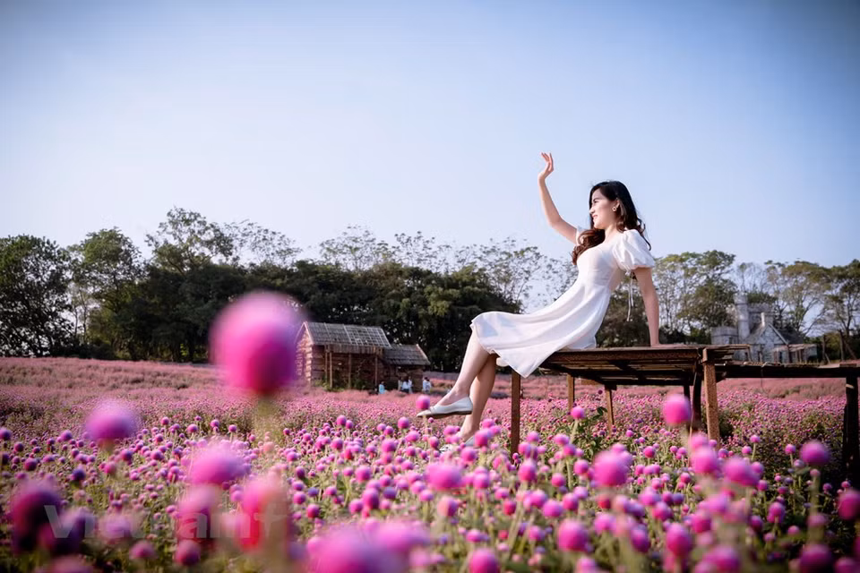 Debido a que esta flor tiene un característico color morado lleno de dulzura y romanticismo, simboliza la fidelidad de la pareja enamorada. Le Thanh Mai, una estudiante de Hanoi, reveló que le gustaba el mercado de las flores porque había muchos tipos de flores en todos los rincones de los caminos rurales. “Pasé mi tiempo llenando mis pulmones con aire fresco y aroma de flores, y también tomando muchas selfies maravillosas y 'wefies' con mis amigos”, dijo. Según los agricultores locales, el mejor momento para visitar Me Linh es entre el duodécimo mes lunar y el tercer mes lunar del año nuevo, cuando muchos tipos de flores florecen por completo para prepararse para el Tet (Año Nuevo lunar) (Fuente: Vietnam+)