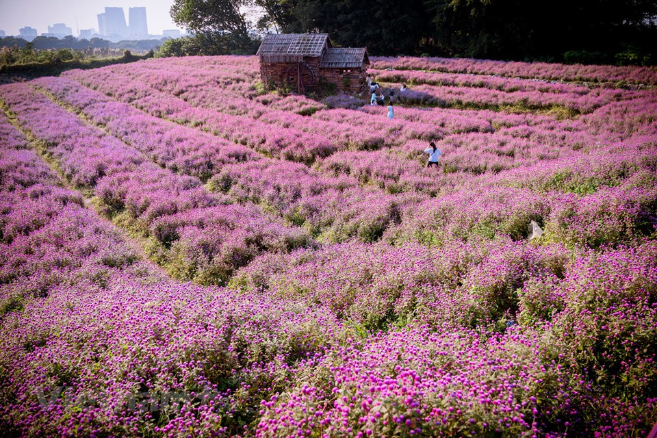 Esta flor de vibrante color rosa violeta enamora a mucha gente. Las flores y las plantas ornamentales no solo protegen el medio ambiente ecológico, sino que también ayudan a aumentar los ingresos de las personas, aceleran el desarrollo de áreas rurales de nuevo estilo y el desarrollo urbano en Hanoi. Durante los últimos diez años, con el programa de construcción de áreas rurales de nuevo estilo, el aspecto rural de Hanoi ha cambiado notablemente con una infraestructura mejorada tanto para la producción como para la vida diaria de las personas. También han aumentado los ingresos de las personas que viven en zonas rurales (Fuente: Vietnam+) 