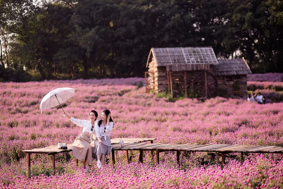 Por eso, el valle de Gomphrena globosa, haciendo que mucha gente de la capital, sobre todo jóvenes, llegan rápidamente a la localidad. Mientras, una excursión de un día a la aldea de flores de Me Linh es una oportunidad para escapar del ajetreo y el bullicio y para llenar los pulmones de aire fresco en los campos de flores después de largos días asfixiándose con el aire contaminado de Hanoi. Ubicada a solo 30 kilómetros al norte de la capital, el área es un nuevo centro de flores que ofrece flores frescas para Hanoi y las provincias del norte. Aunque no tiene una historia tan larga como las aldeas de Ngoc Ha y Nhat Tan, el distrito de Me Linh ahora alberga más de 200 hectáreas de campos de flores (Fuente: Vietnam+)