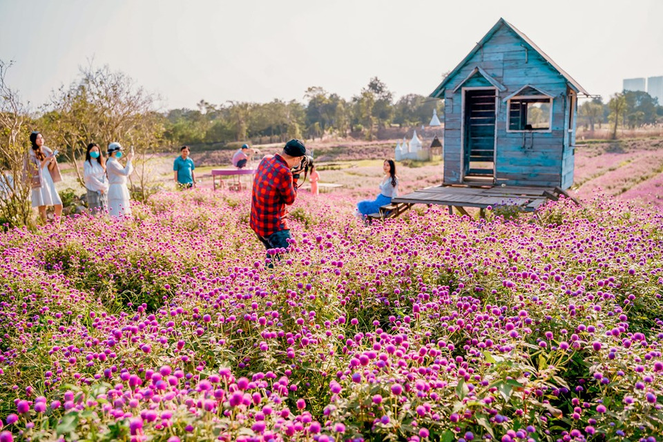 Los campos de flores violetas en plena floración han atraído a muchos jóvenes hanoianos a visitar y tomar fotos en los últimos días. La planta de rosas mixtas creció bien, para sorpresa de Van Loi. Luego extendió la planta por su campo con su hermano mayor Nguyen Van Quy. La primera cosecha le brindó a su familia suficiente dinero para compensar la pérdida del estanque de peces de la familia. Luego, la familia cultivó más abundantes cosechas de flores, lo que inspiró a más hogares de la zona a pedir ayuda para injertar plantas, seleccionar géneros y técnicas de cuidado. Poco a poco, las flores se extendieron por el distrito, que ahora suministra flores a las provincias del norte como Thanh Hoa, Bac Giang, Yen Bai, Ha Giang e incluso exporta al extranjero (Fuente: Vietnam+)