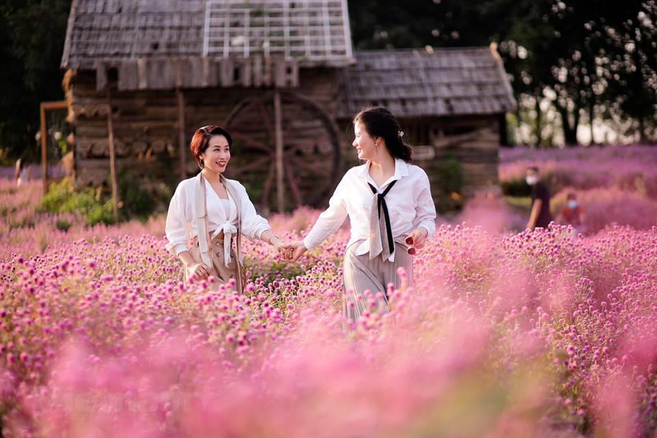 Por lo tanto, son muy populares para seleccionarlas como flores secas. Nguyen Van Chi, jefe de la División de Desarrollo Rural de Hanoi, informó que bajo el programa de la ciudad para aumentar la efectividad del programa de construcción de áreas rurales de nuevo estilo y la reestructuración agrícola en el período 2021-2025, se espera que las áreas totales para flores y plantas ornamentales aumenten aumentar de ocho mil 500 a nueve mil hectáreas. La ciudad también planeó plantar más árboles a lo largo de las calles y carreteras para garantizar entre 8 y 10 metros cuadrados de espacio verde para cada persona. Van Chi también dijo que las aldeas donde se cultivan flores y plantas ornamentales también ofrecerán experiencias de turismo agrícola (Fuente: Vietnam+)